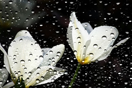 View of the tulips through the window glass covered by raindropsの写真素材