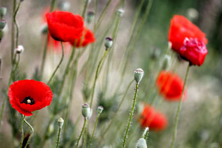 Poppy flowers in spring, mayの写真素材