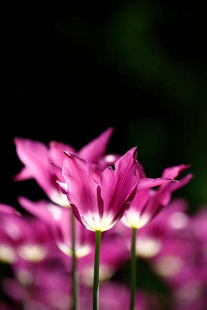 Tulips in the garden. Tulips in the spring.の写真素材
