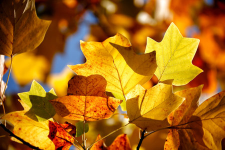 Colorful autumn in the park. Detail from the park in various colors, dreamy looks.