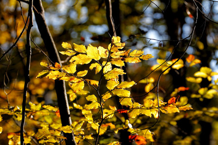 Colorful autumn in the park. Detail from the park in various colors, dreamy looks.