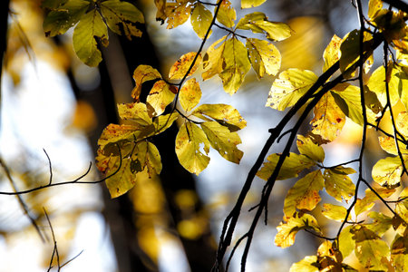 Colorful autumn in the park. Detail from the park in various colors, dreamy looks.