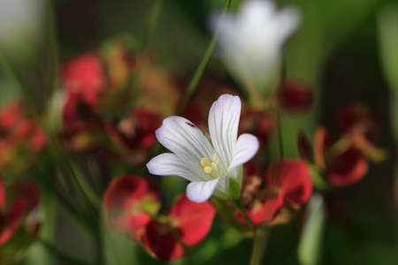 Beautiful meadow flowers in springの写真素材