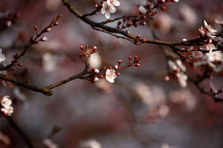 Fruits blossom in spring, marchの写真素材