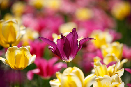 Spring, tulips in the gardenの写真素材