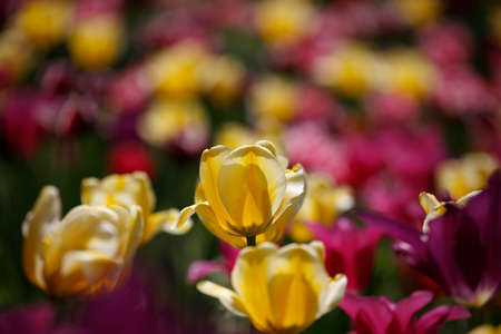 Spring, tulips in the gardenの写真素材