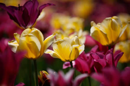 Spring, tulips in the gardenの写真素材