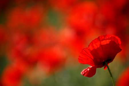 Poppy flowers in spring, mayの写真素材