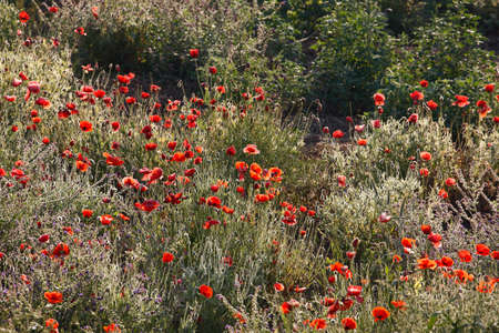 Poppy flowers in spring, mayの写真素材