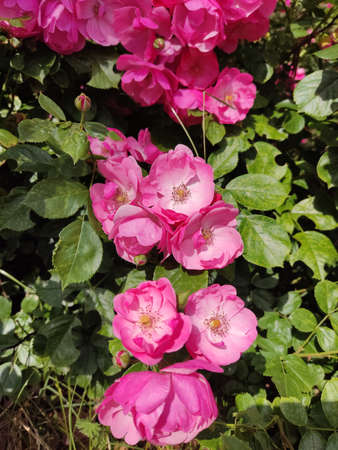 Rose flowers blooming in roses gardenの写真素材