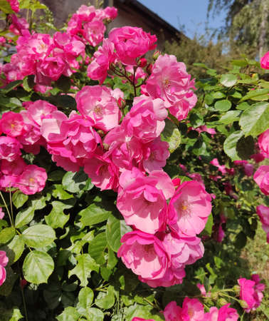 Rose flowers blooming in roses gardenの写真素材