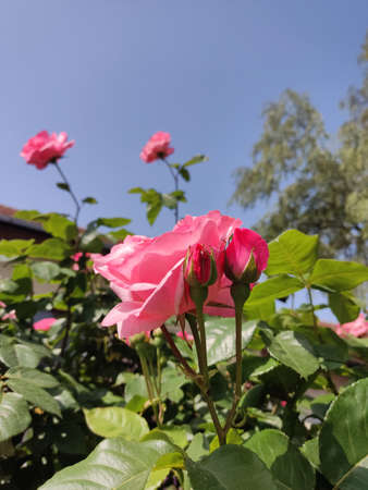 Rose flowers blooming in roses gardenの写真素材