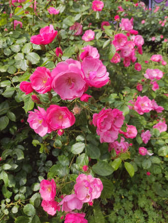 Rose flowers blooming in roses gardenの写真素材