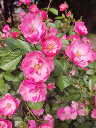 Rose flowers blooming in roses gardenの写真素材