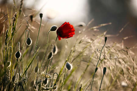 Poppy flowers in spring. Poppies in rays sun.の写真素材