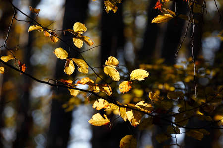 Colorful autumn in the park. Detail from the park in various colors, dreamy looks.の写真素材