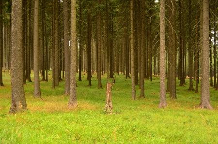 Magic forest full of fresh green colour の写真素材