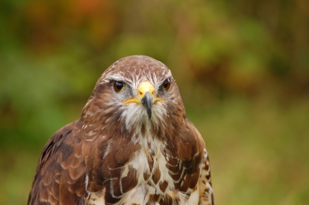 bird of preyの写真素材