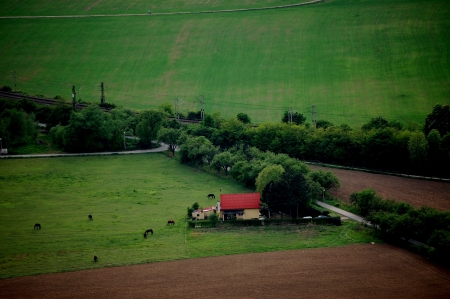 green fields, one house, many horsesbirdの写真素材