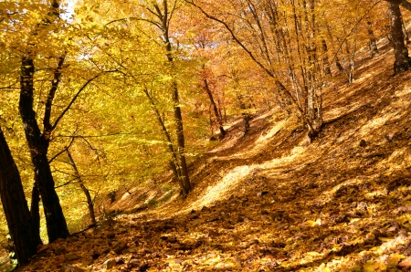 colorful beech forest in autumnの写真素材