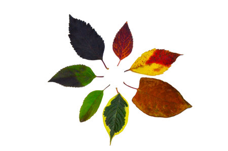 Autumn leaves on a white background