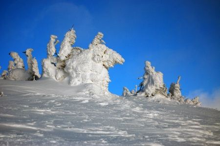winter snowy sculptures from trees on top of the mountainの写真素材
