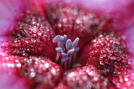 Dewy flowersの写真素材