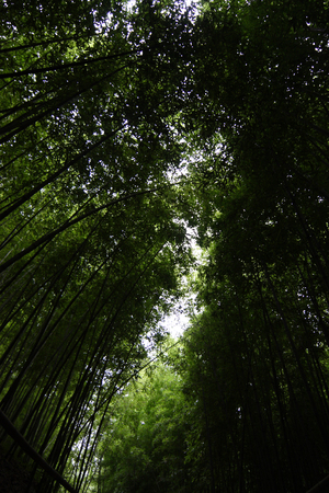 bambooの写真素材