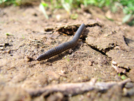 Centipede