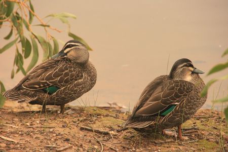 Ducksの写真素材