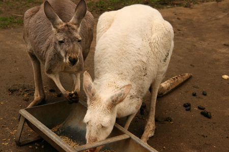 Kangaroosの写真素材