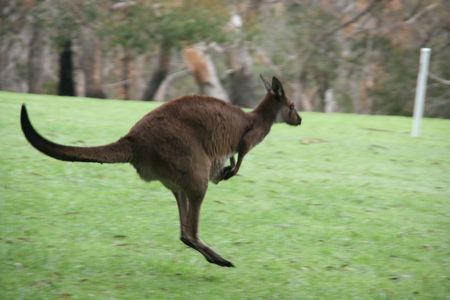 Kangarooの写真素材