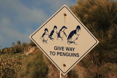 Penguins on a road signの写真素材