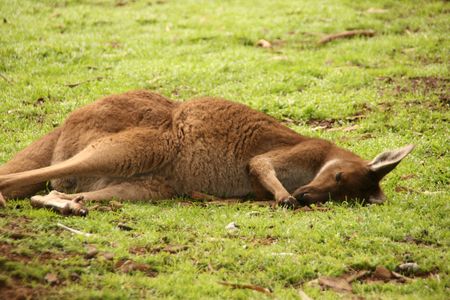 Kangarooの写真素材