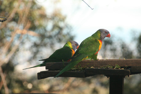 Parrots
