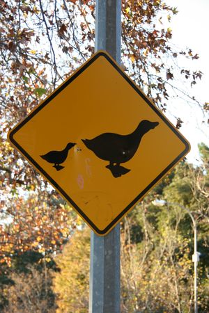 Ducks の写真素材