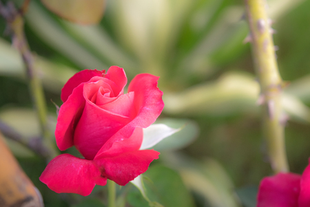 Rose Buds in the Gardenの写真素材