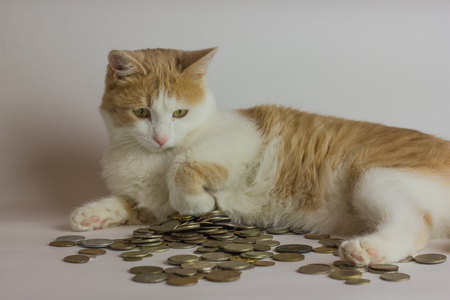 red Cat and heap of coins against whiteの写真素材