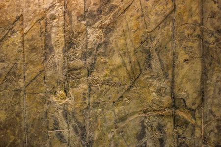stone with cracks on the surface, paleontology Museum