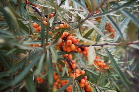 Green branch of orange sea buckthorn berriesの写真素材