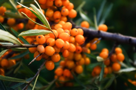 Green branch of orange sea buckthorn berriesの写真素材