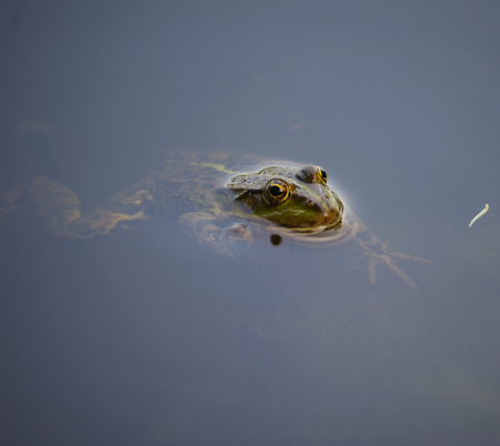 close-up portrait of a frog and insects in a bogの写真素材