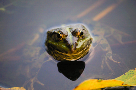 close-up portrait of a frog and insects in a bogの写真素材