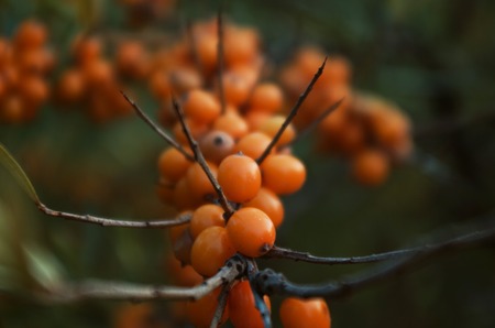 Green branch of orange sea buckthorn berriesの写真素材
