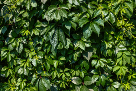 Green leaves wall texture background