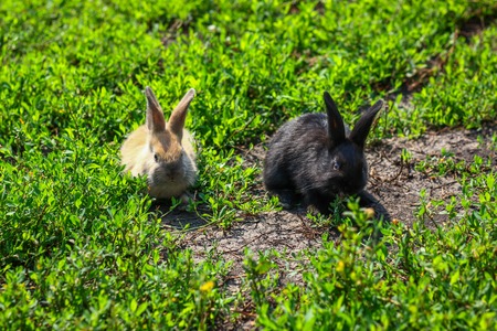 black and red little funny rabbit with long earsの写真素材