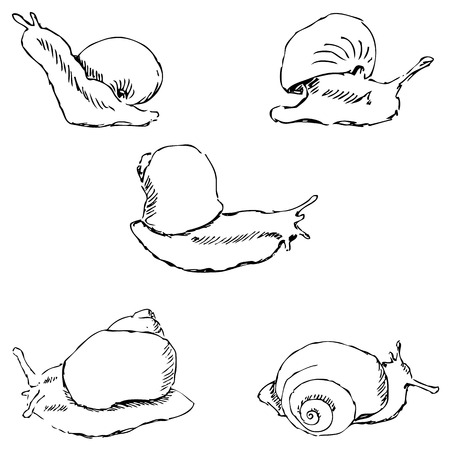 Snails. Pencil sketch by hand. Vector imageのイラスト素材