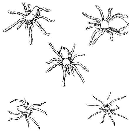 Spiders. A sketch by hand. Pencil drawing. Vector imageのイラスト素材