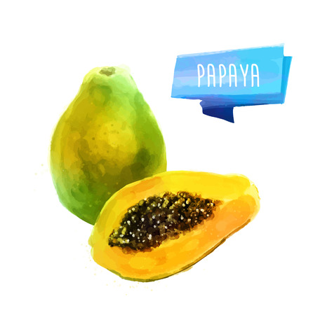 Papaya hand drawn watercolor, on a white background.のイラスト素材