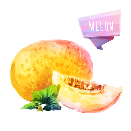 Melon hand drawn watercolor, on a white background.のイラスト素材